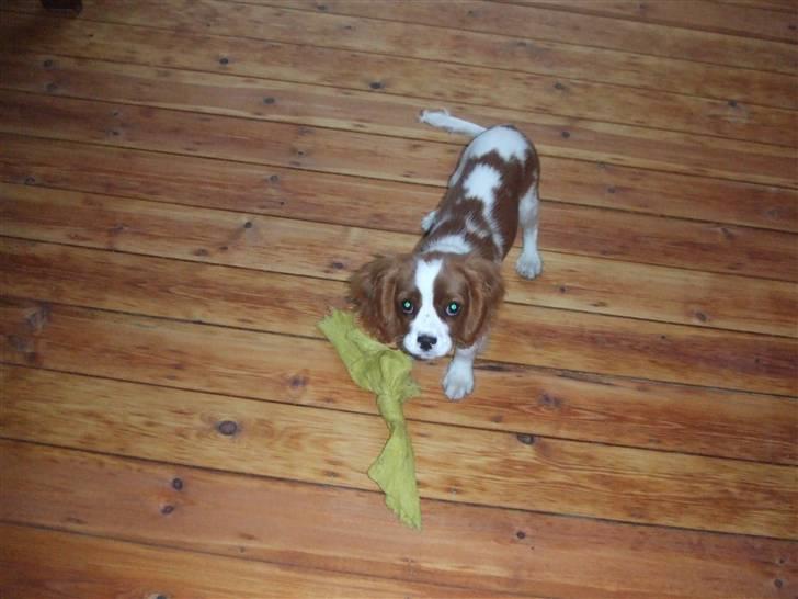Cavalier king charles spaniel tuasiwa´s henry ford  billede 16