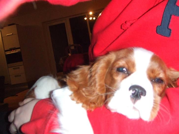 Cavalier king charles spaniel tuasiwa´s henry ford  billede 17