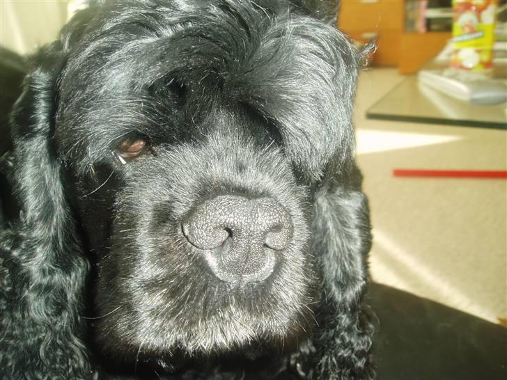 Amerikansk cocker spaniel Elvis - her kigge vi bare billede 1