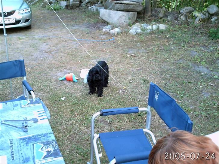 Amerikansk cocker spaniel Elvis - Elvis på en trædt campingsdag på besøg hos min svenske familie billede 2