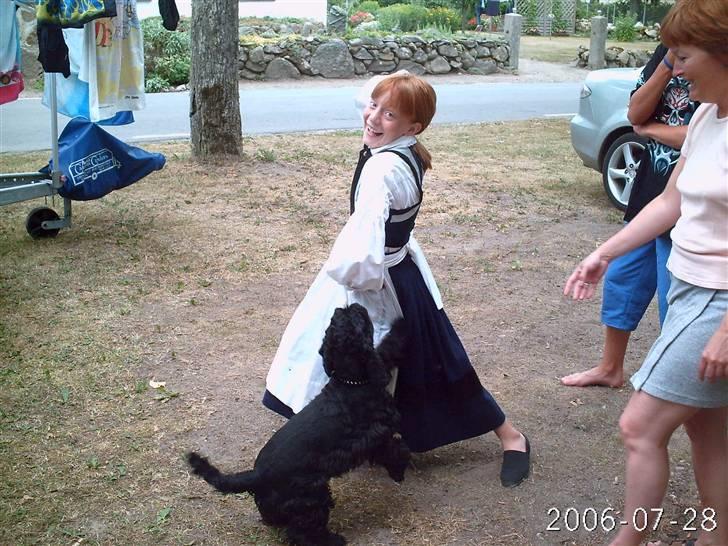 Amerikansk cocker spaniel Elvis - Elvis lev bange for mig . Tror fordi jeg hvade det her tøj på . billede 3