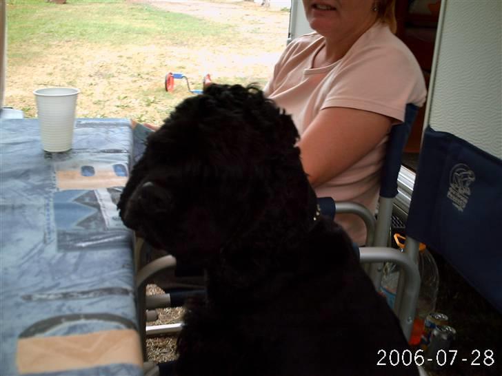 Amerikansk cocker spaniel Elvis - Elvis som kigge på min <kusine og he¨ndes lille hund billede 4