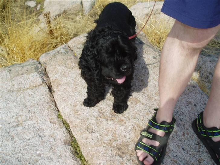 Amerikansk cocker spaniel Elvis - Elvis som ser udover havet på bornholm billede 6