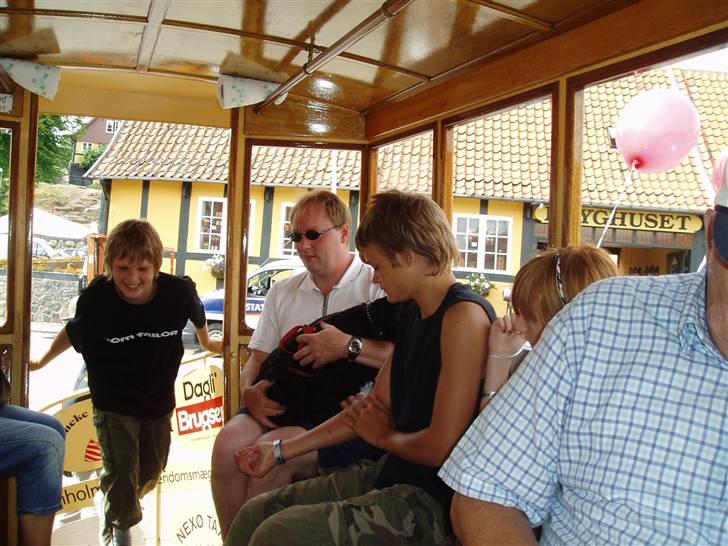 Amerikansk cocker spaniel Elvis - Tajs som kommer ind i hestvognen hele familien som sidder i den + lille Elvissen <3 Han elsked den tur nede på Bornholm billede 7