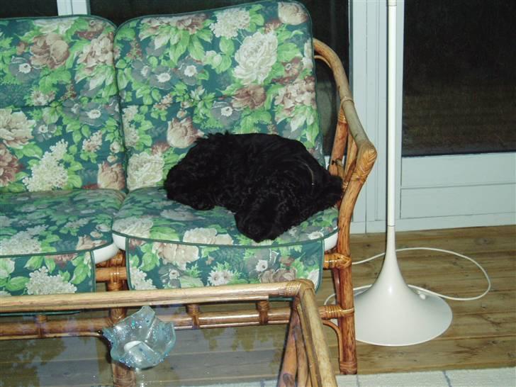 Amerikansk cocker spaniel Elvis - ÅRH lille hun9 En meget trædt elvis som ligger og sover  billede 8