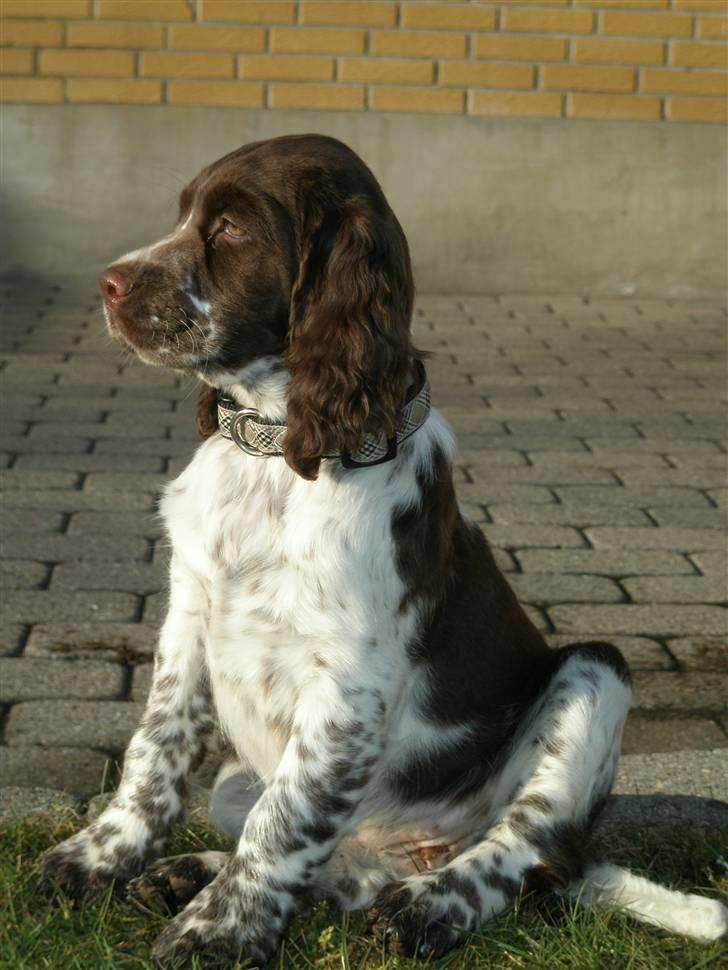 Engelsk springer spaniel Diamond ring star light - NØØJ! det er godtnok lidt for spændende det her! billede 2