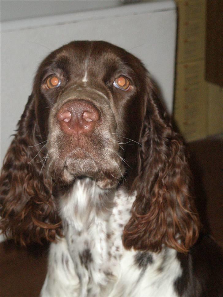 Engelsk springer spaniel Diamond ring star light billede 3