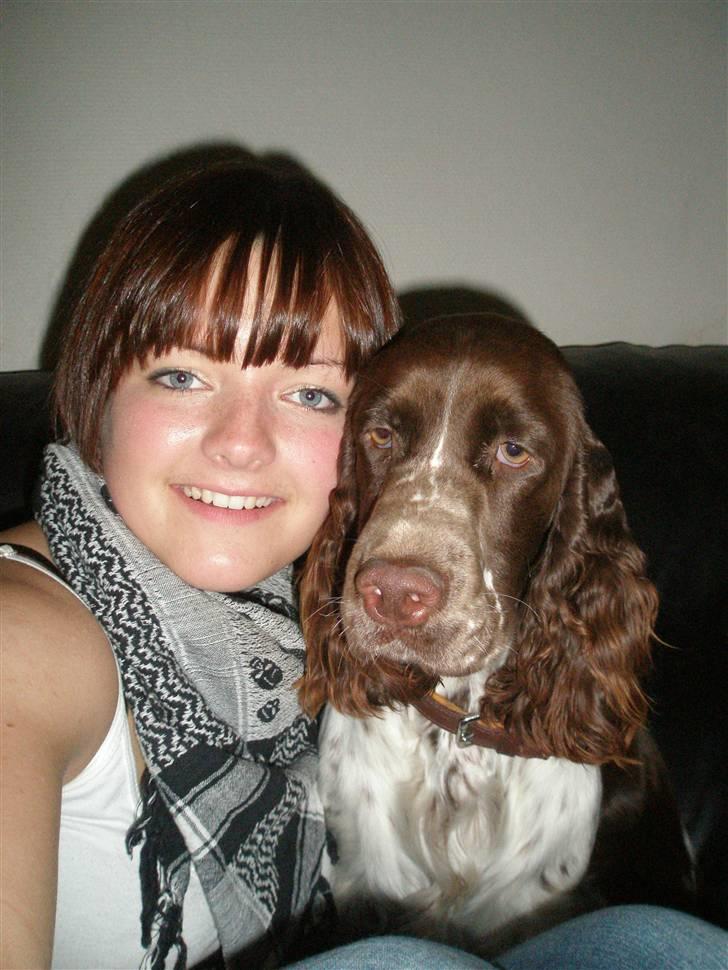 Engelsk springer spaniel Diamond ring star light billede 6