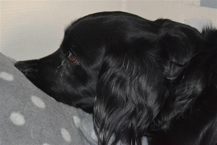 Blanding af racer merlin - merlin slapper af;D foto:MND-PHOTO(mig) billede 11