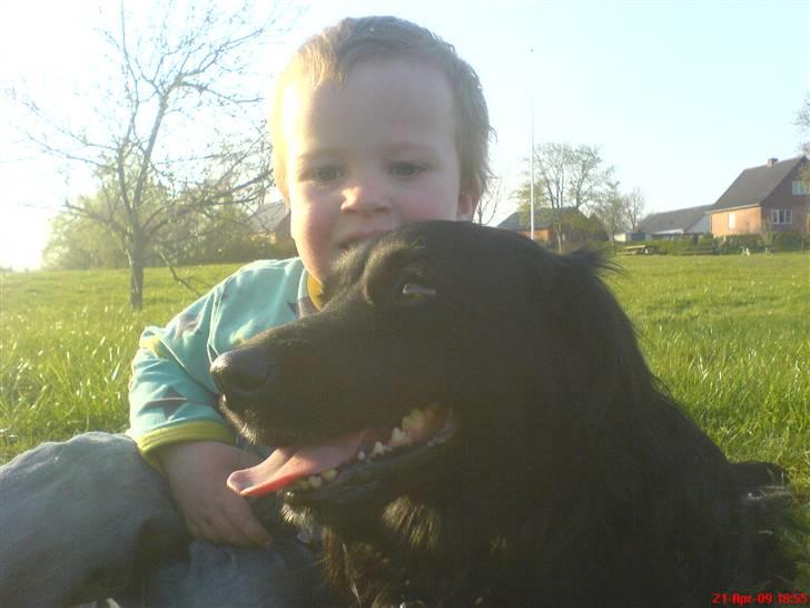 Blanding af racer merlin billede 12