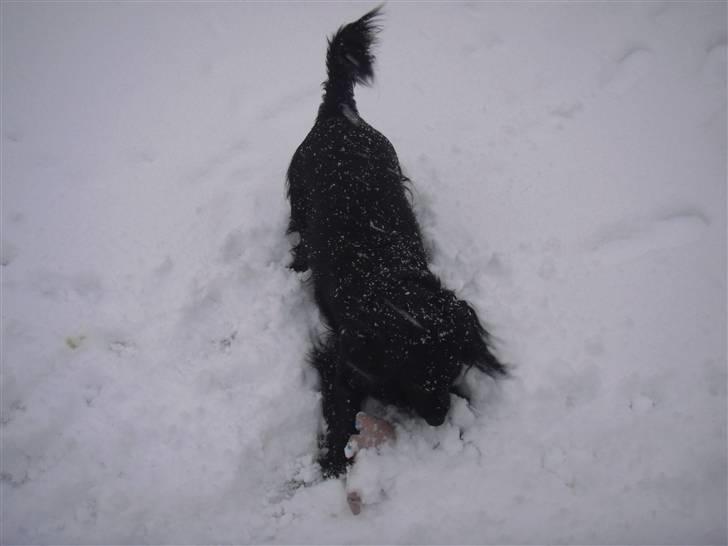 Blanding af racer merlin billede 13