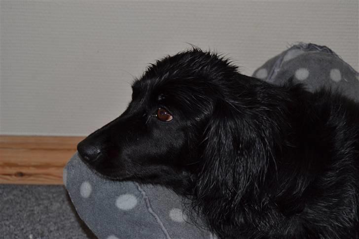 Blanding af racer merlin - merlin slapper af efter at have faret rundt i huset foto:MND-PHOTO(mig) billede 14