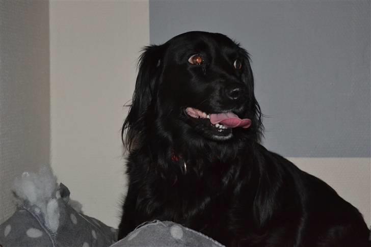 Blanding af racer merlin - skøre og dejlig hund foto:MND-PHOTO(mig) billede 16