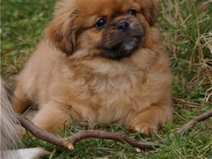 Tibetansk spaniel Cim-Cill Brassy Ludvig M. billede 8