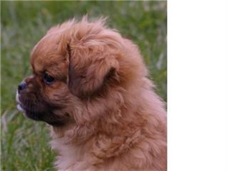 Tibetansk spaniel Cim-Cill Brassy Ludvig M. billede 9