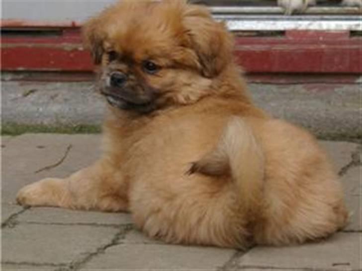 Tibetansk spaniel Cim-Cill Brassy Ludvig M. billede 10