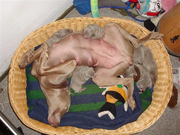 Blanding af racer Millie R.I.P. 16/9/2012 - Millie med hvalpe født 4-5-2010 billede 17