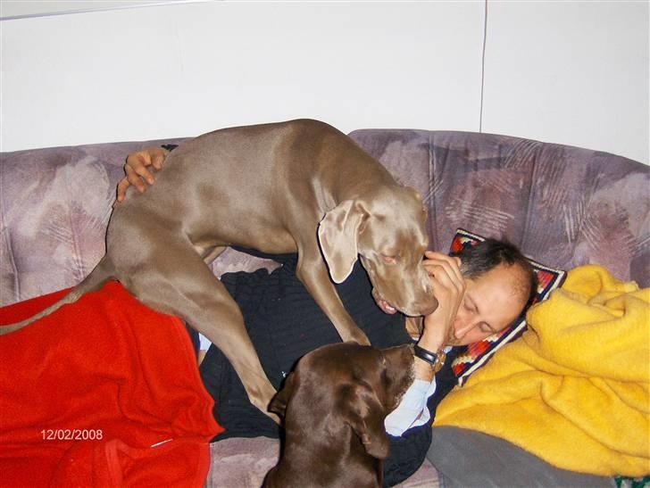 Blanding af racer Millie R.I.P. 16/9/2012 - Far skal ordnes billede 18