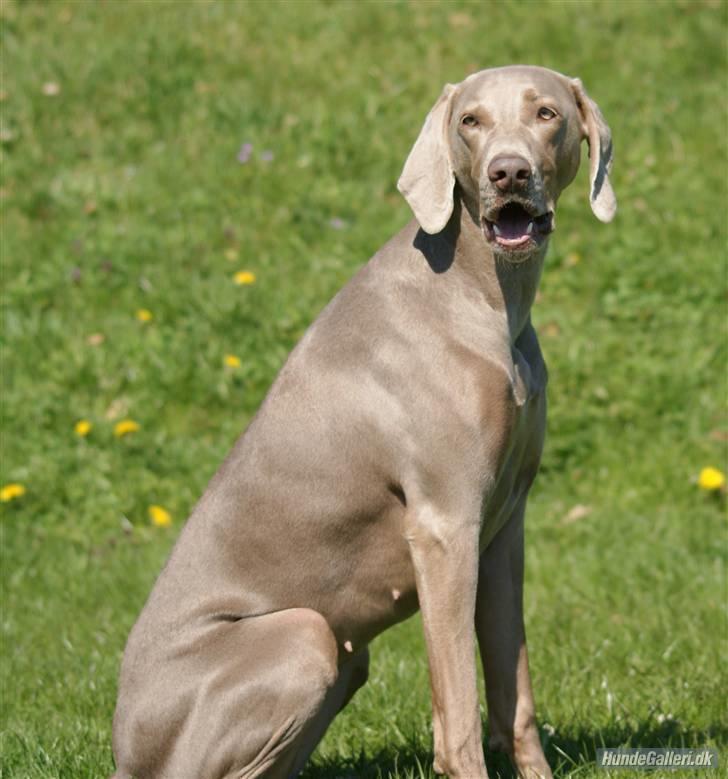 Blanding af racer Millie R.I.P. 16/9/2012 - Smukke i varmen billede 3