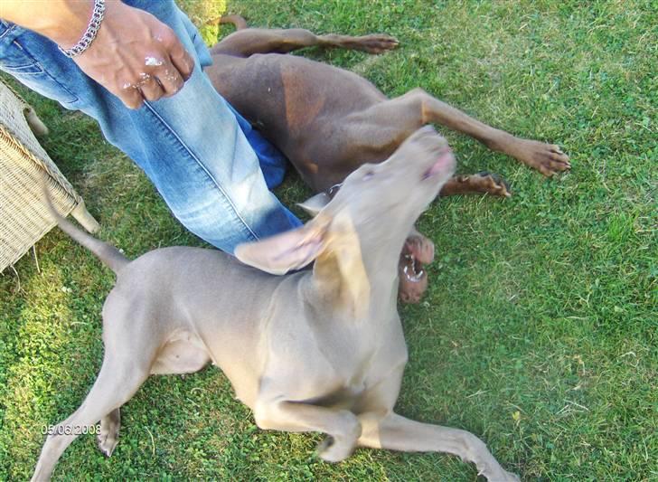 Blanding af racer Millie R.I.P. 16/9/2012 - Millie og søster Killa billede 19