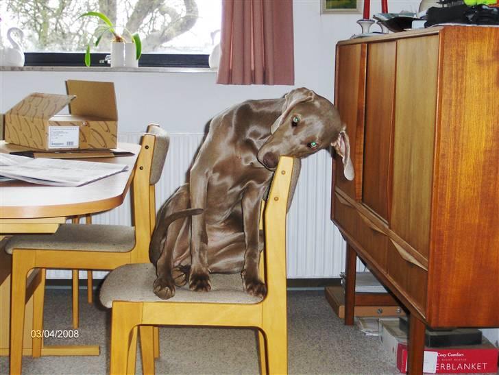 Blanding af racer Millie R.I.P. 16/9/2012 - JEG KEDER MIG billede 20