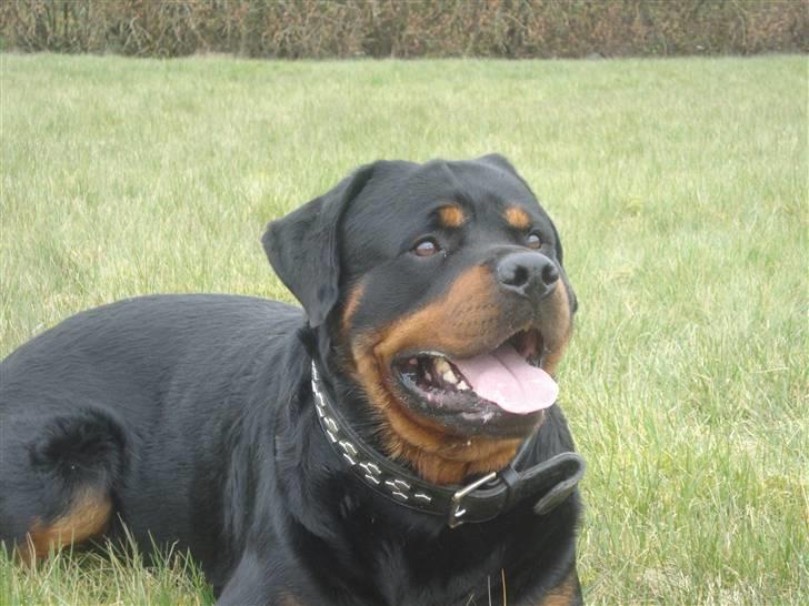 Rottweiler STUMP billede 8