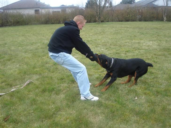 Rottweiler STUMP billede 9