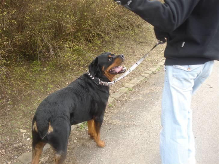 Rottweiler STUMP billede 10