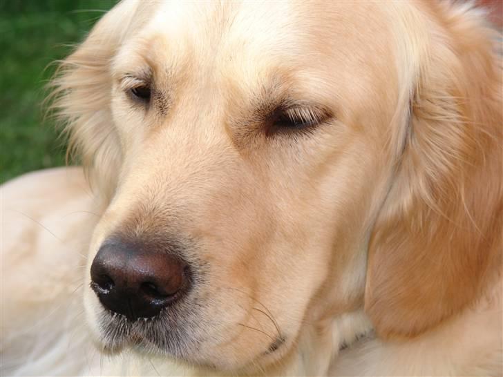 Golden retriever Beauty <3 - Her sidder jeg  joh saa pænt<3 ! billede 1