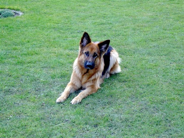 Schæferhund Bonnie  * R.I.P.* - Venter på at mor tager sig sammen til at sparke til bolden, som jeg lige har lagt foran hendes fødder. billede 7