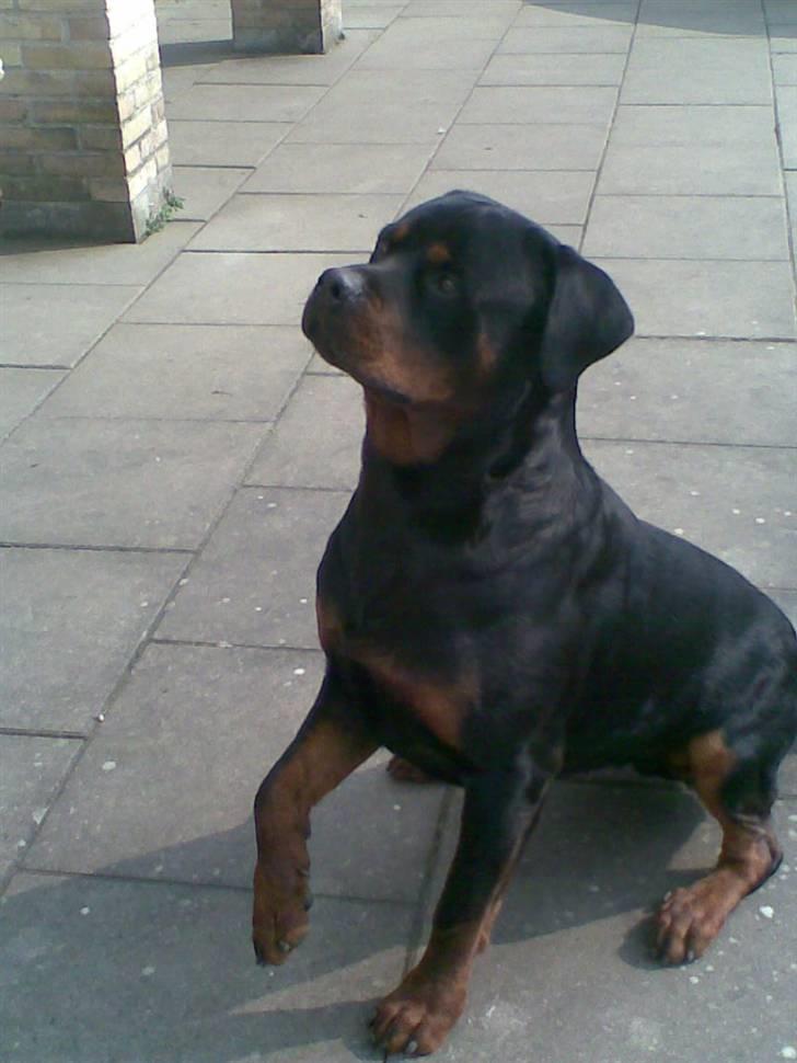 Rottweiler max - hvad er det du har der billede 2