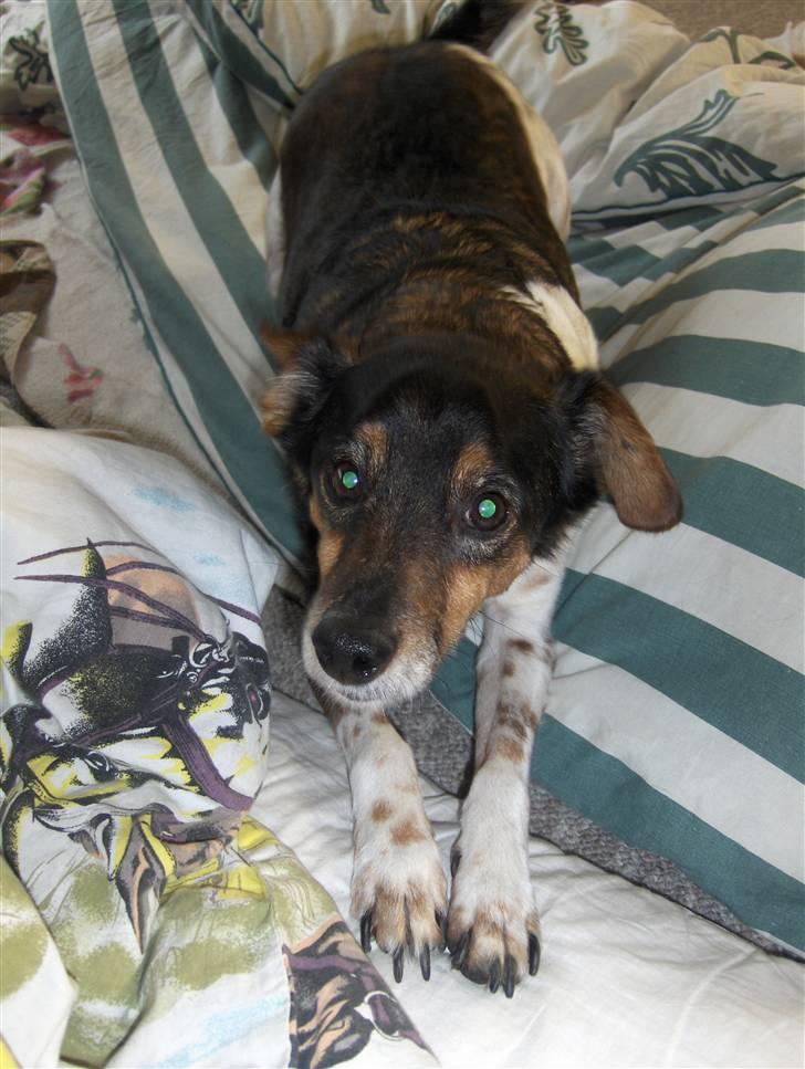 Dansk svensk gaardhund Olsen "aflivet" ;( billede 4