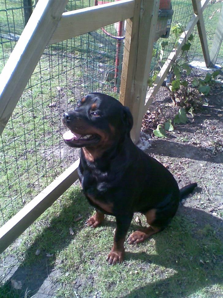 Rottweiler max - åben nu jeg venter billede 3
