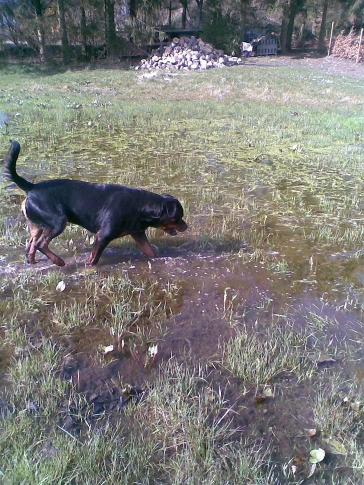 Rottweiler max - jeg elsker bare store vandpytter billede 4