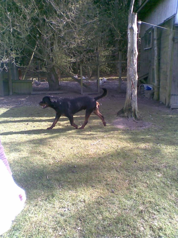 Rottweiler max - hvor er i høns billede 5