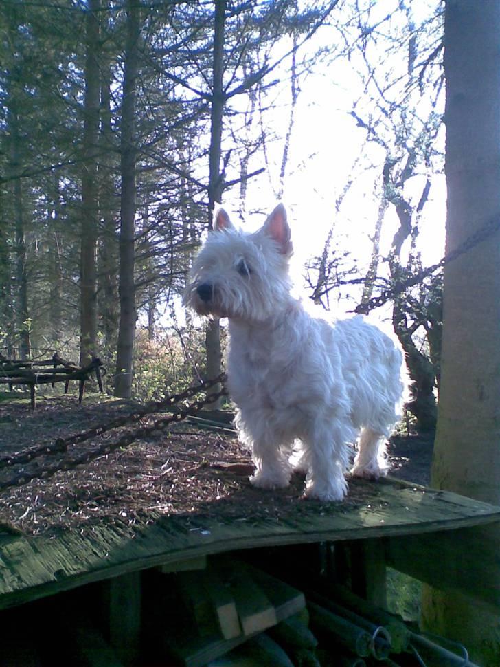 West highland white terrier Ditte - er jeg ikke flot billede 1