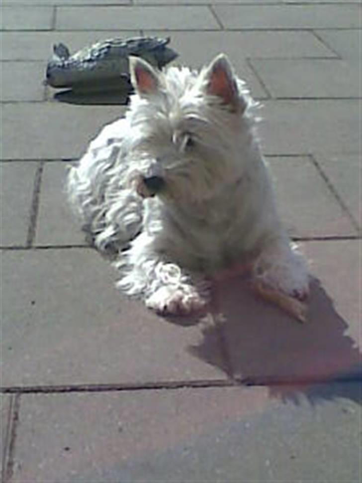 West highland white terrier Ditte - hvad laver du max billede 2