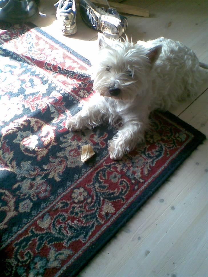 West highland white terrier Ditte - kødben er dejlige billede 4