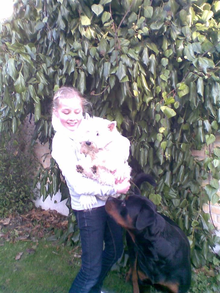 West highland white terrier Ditte - mig ,sille og max billede 5