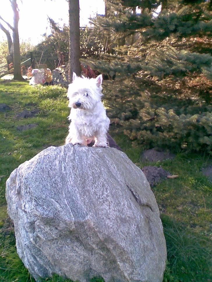 West highland white terrier Ditte - jeg er hundenes konge billede 8