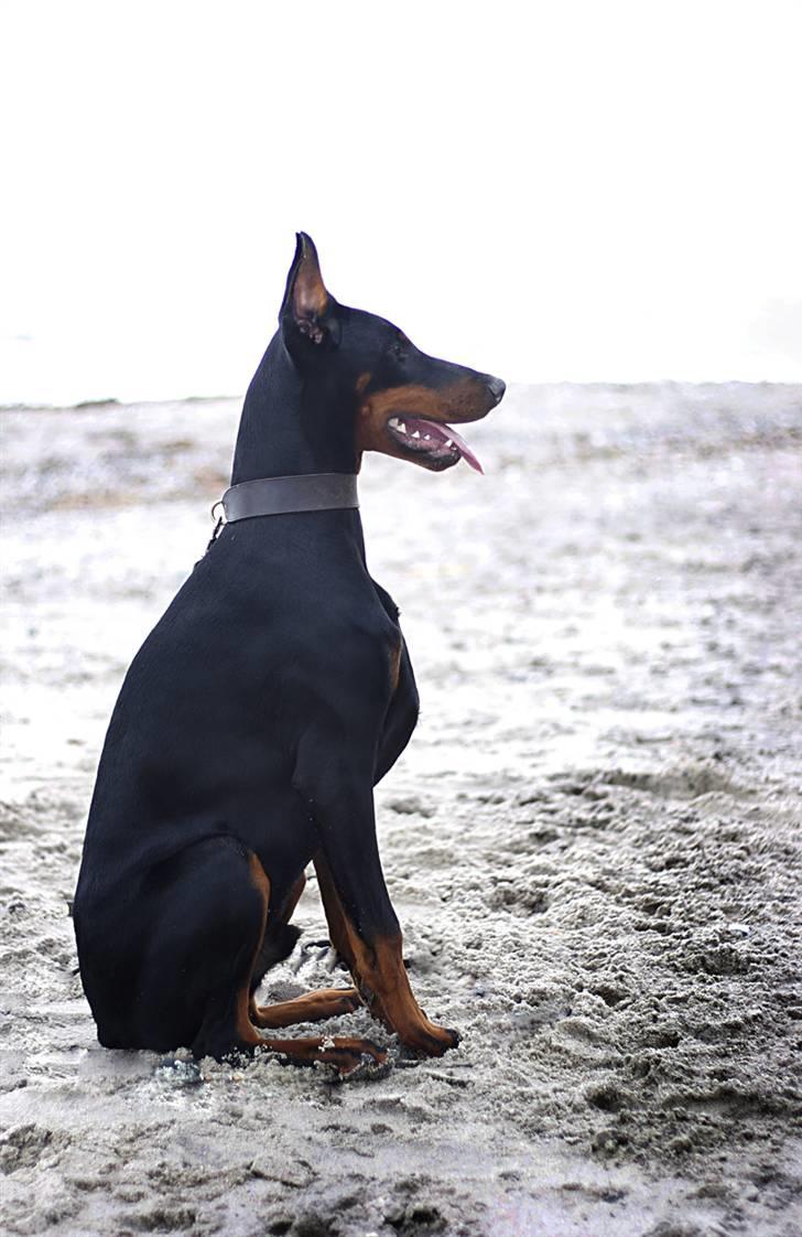 Dobermann E'Hiram Elite House - E´Hiram 6 mdr. gammel. (Pic by Stine Arnholtz - www.CalaArt.dk) billede 11