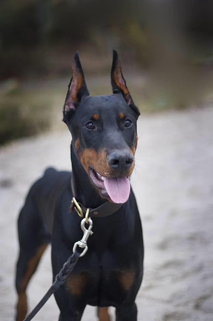 Dobermann E'Hiram Elite House - E´Hiram 6 mdr. gammel. (Pic by Stine Arnholtz - www.CalaArt.dk) billede 12