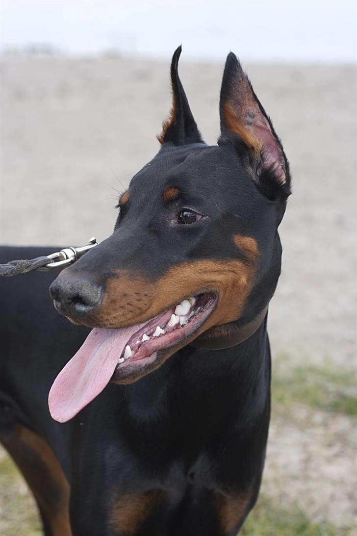 Dobermann E'Hiram Elite House - E´Hiram 6 mdr. gammel. (Pic by Stine Arnholtz - www.CalaArt.dk) billede 13
