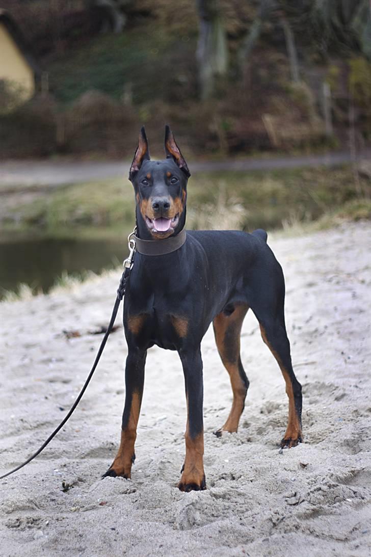 Dobermann E'Hiram Elite House - E´Hiram 6 mdr. gammel. (Pic by Stine Arnholtz - www.CalaArt.dk) billede 14
