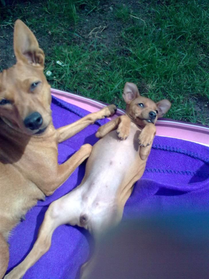 Dvaergpinscher Mia Maya aka.mejse sejse - maya og hendes hvalp lilo hygger i haven billede 19
