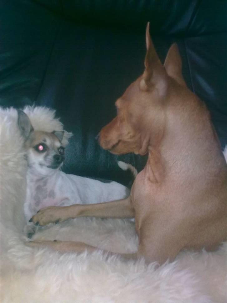 Dvaergpinscher Mia Maya aka.mejse sejse - tøserne hygger billede 20