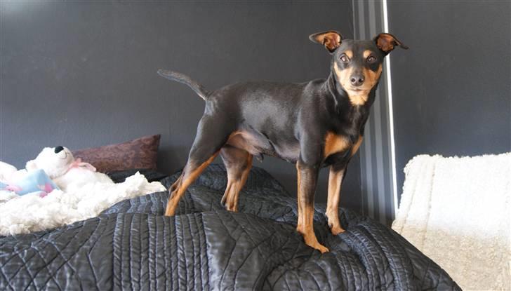 Dvaergpinscher Micki r.i.p mors prins aka-prinsen over alle prins - jeg er en mini doper  billede 18