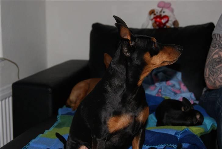 Dvaergpinscher Micki r.i.p mors prins aka-prinsen over alle prins - hov hva sker der lige bagved mig billede 19