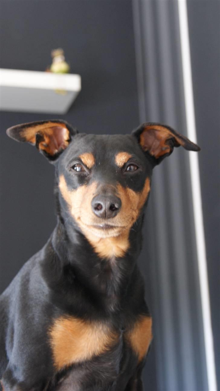 Dvaergpinscher Micki r.i.p mors prins aka-prinsen over alle prins - smukke mig weee billede 20