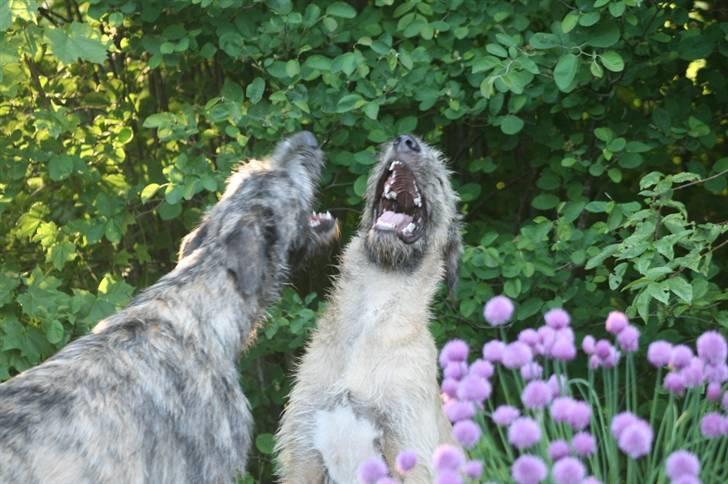 Irsk ulvehund Azimut - Ha, ha brormand - den var go´ (5 mdr) billede 8